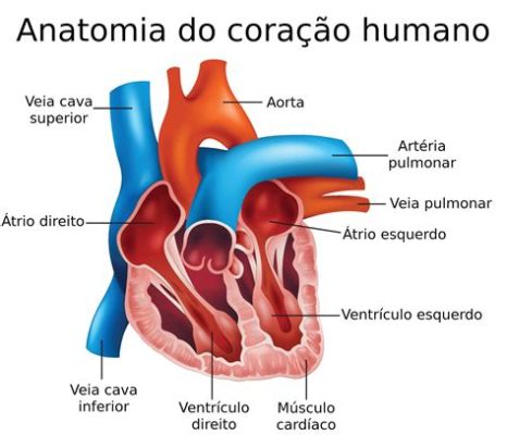  Anatomia do Coração: Uma Jornada Pelas Profundezas da Medicina Tradicional Iraniana