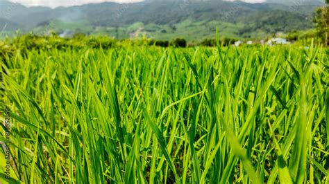  Voices From The Paddy Field: A Symphony of Sustainable Practices and Rural Wisdom